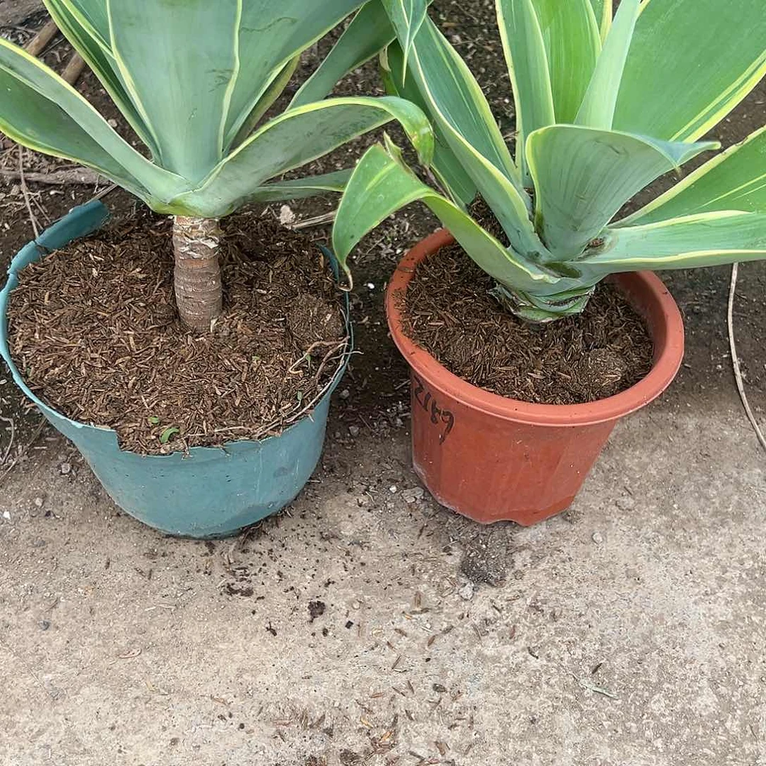 y**o狐尾生长植物