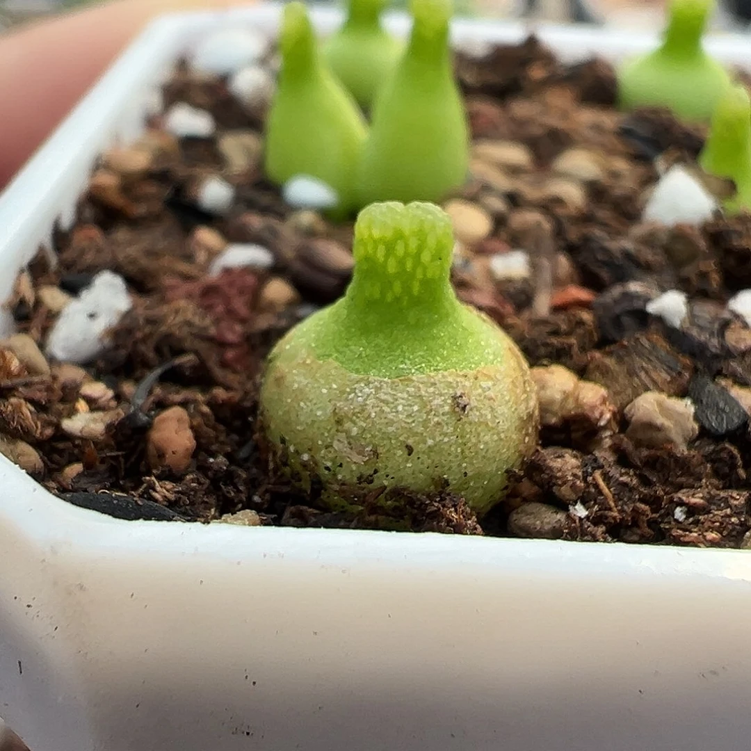 小葫芦母本 多肉肉锥