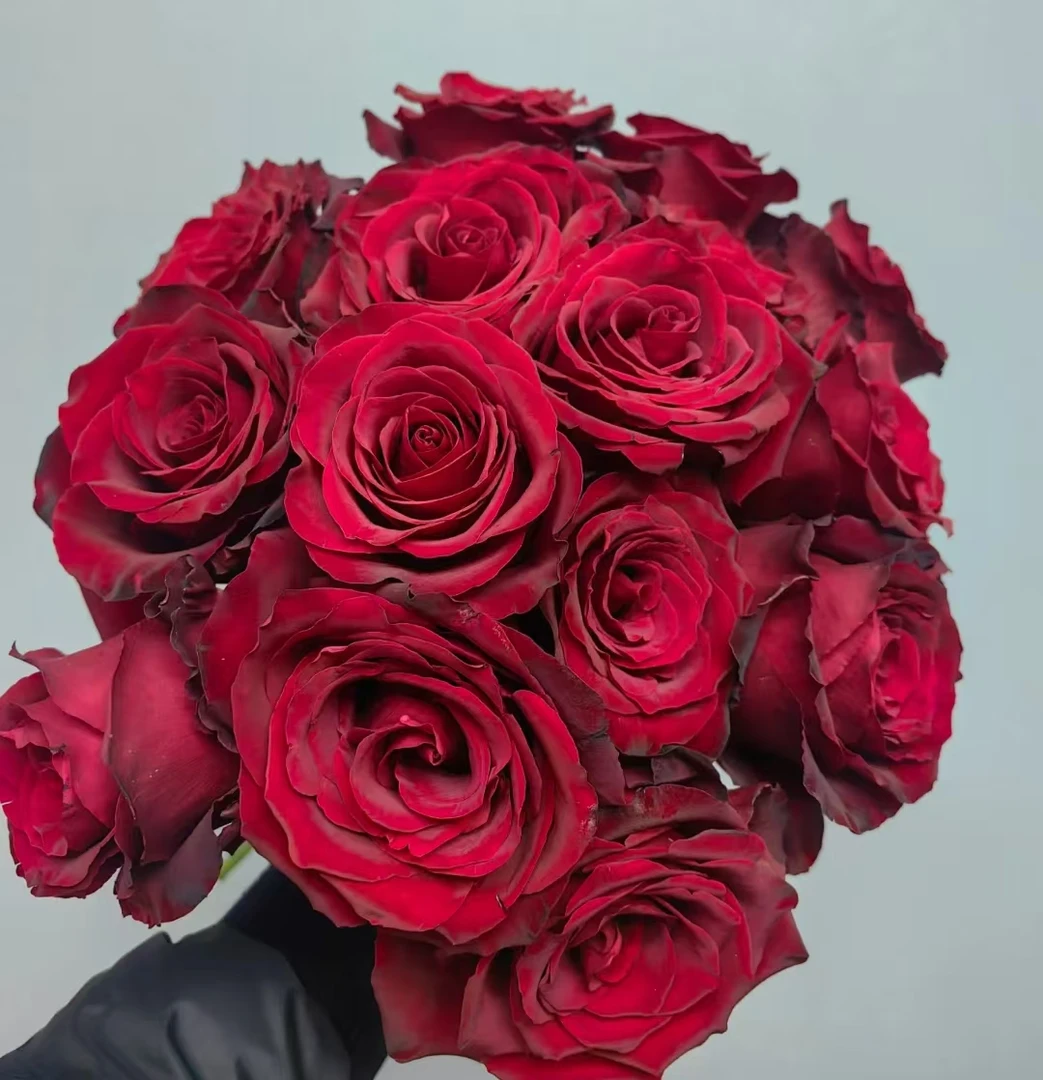 安红  新品根接大苗四季灌木月季