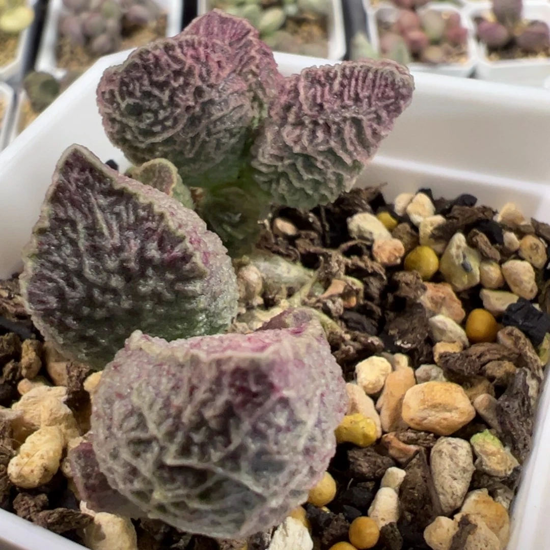 实生新品多头纯木质桩多肉植物水泡
