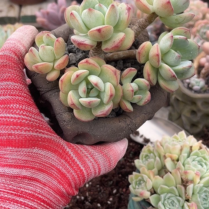 多肉植物多肉植物