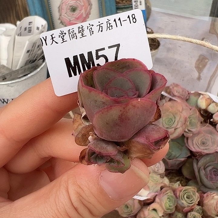 用***静苗苗57山地玫瑰多肉植物
