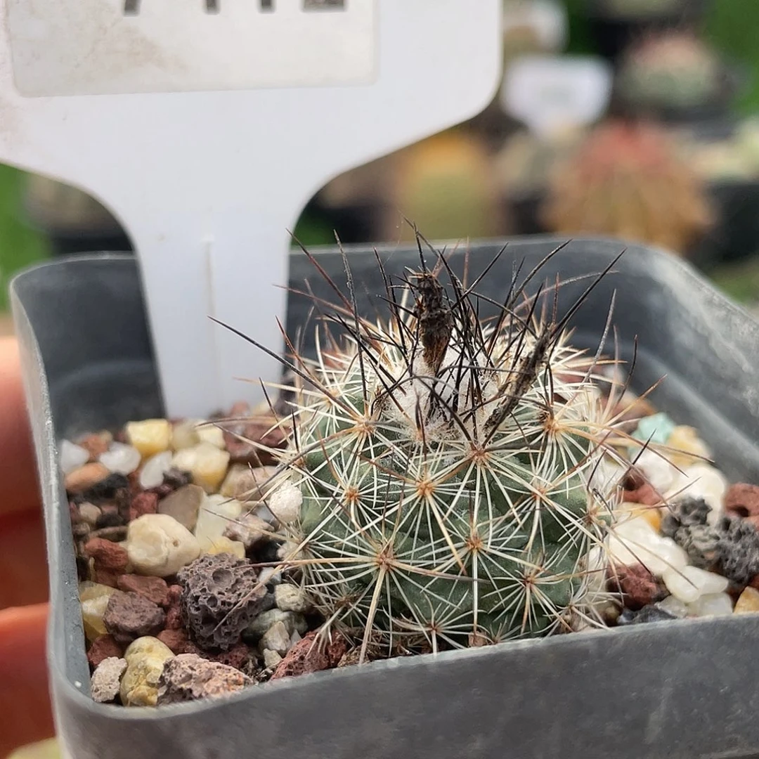 7412 绯雷克满 39 包邮非偏远地区