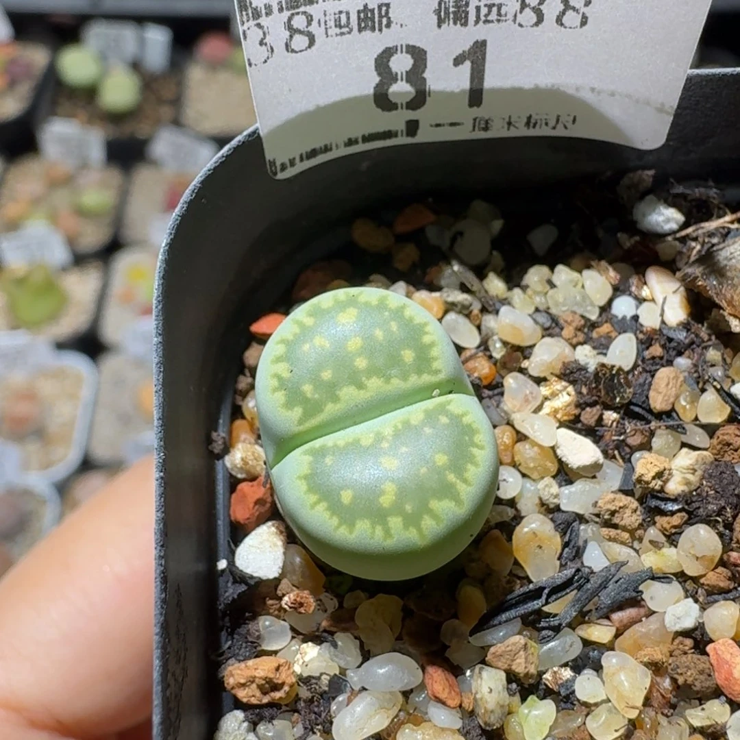 Sss生石花清货价81