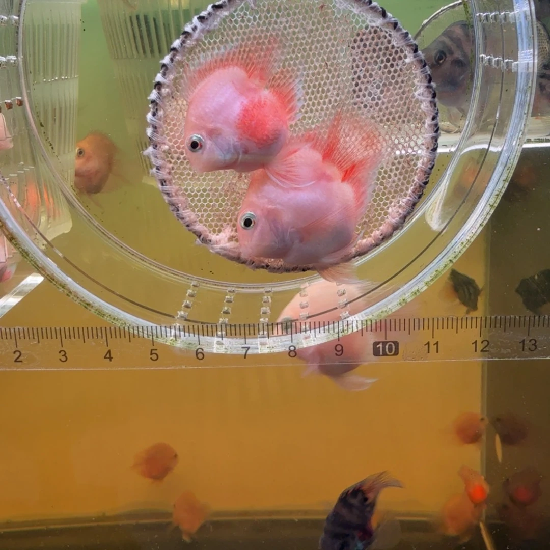 海水鱼胭脂粉一对