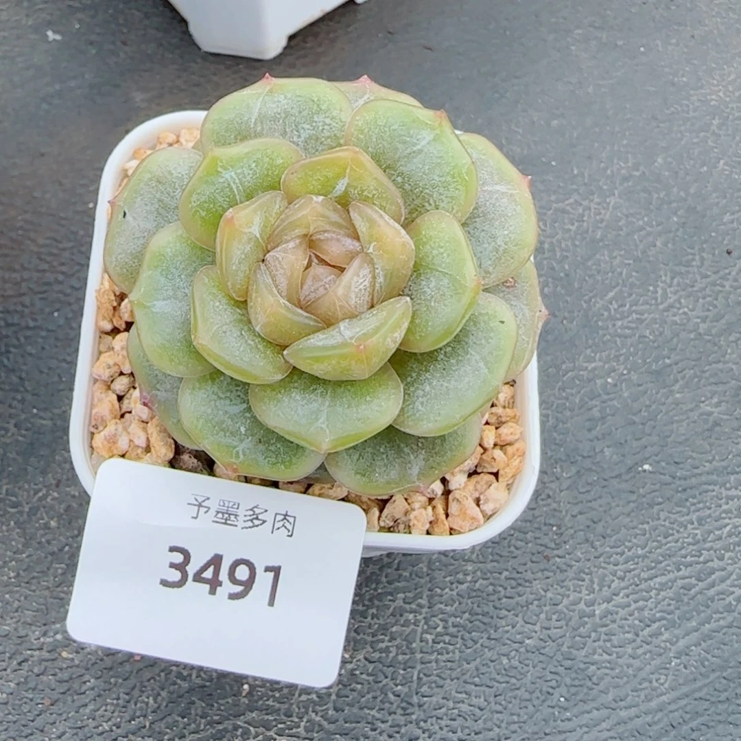 彩恋，3491多肉植物