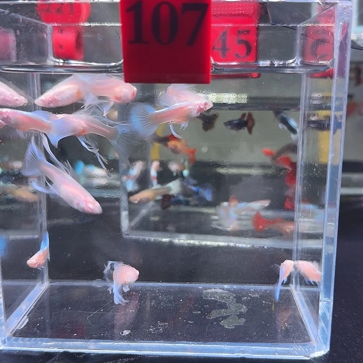 孔雀鱼107号,10tiao