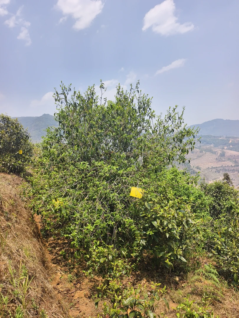 1号藤条单株2025年头春茶（普洱茶）生茶200克