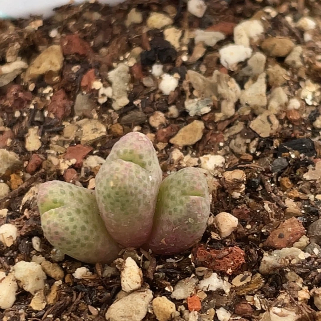 27-95斑马955d多肉之物