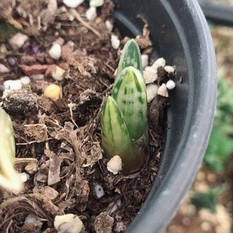 千代田之光锦侧牙有根