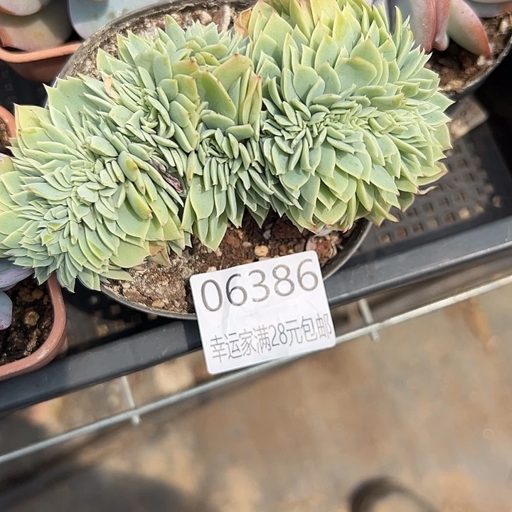 幸运的人会遇到你喜欢你喜欢