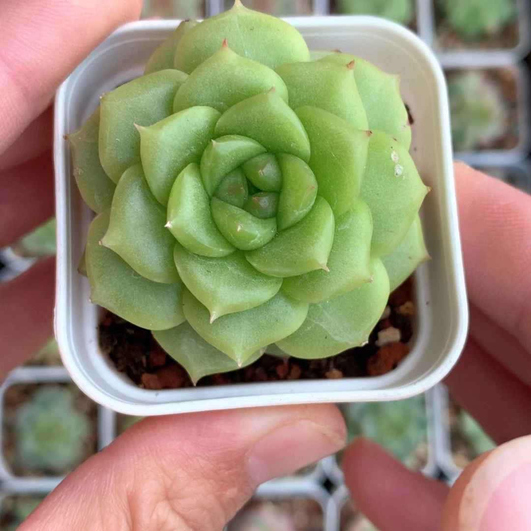 荧光黄色。          12号