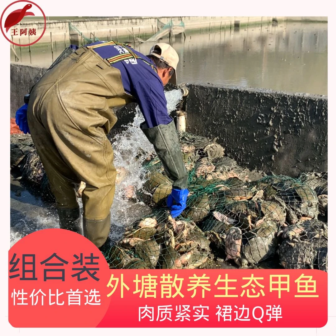 【老鳖】正宗外塘生态甲鱼顺丰冷链包邮到家鲜活养殖