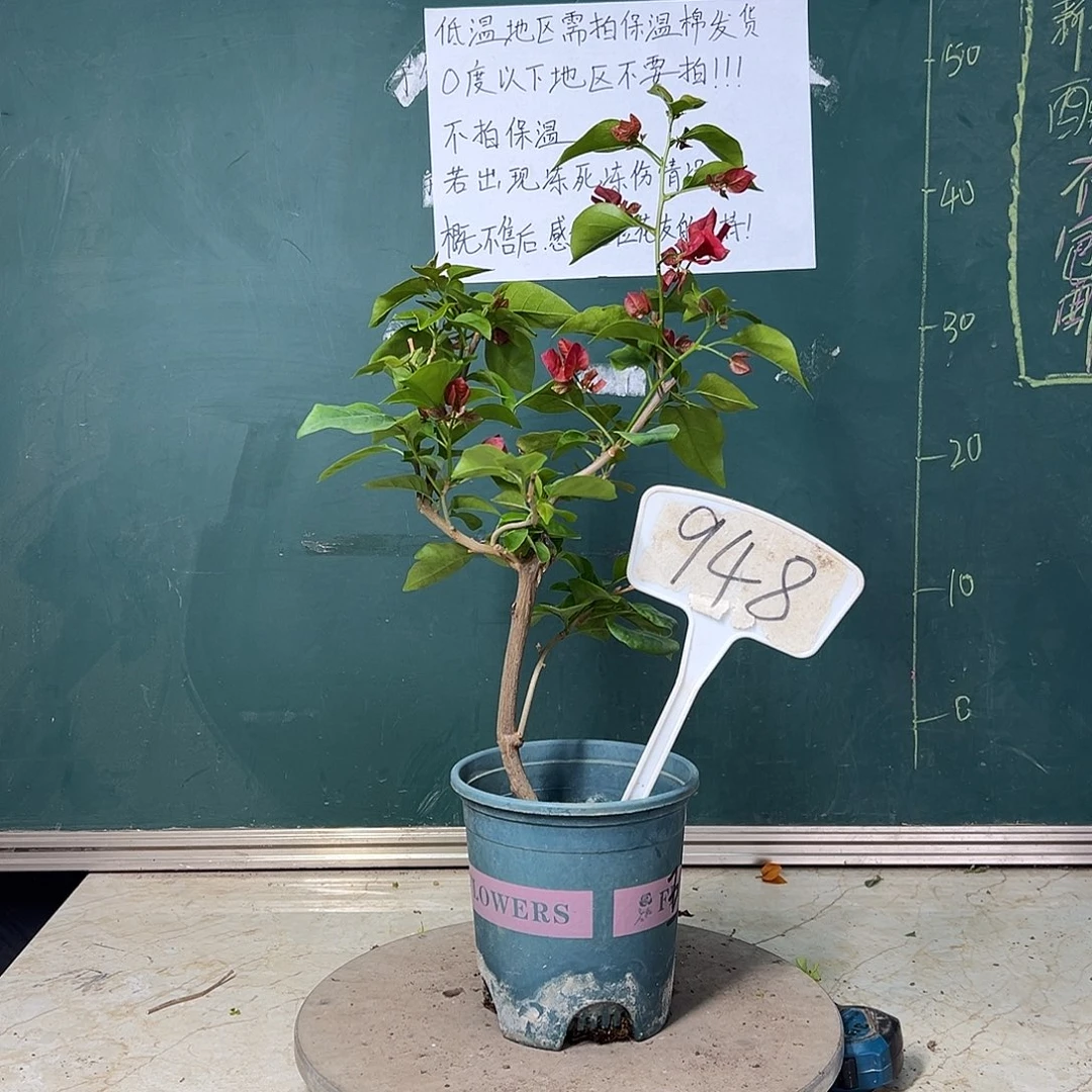 完全开放造型 五宝红 948