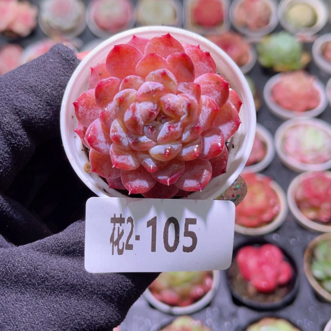 红陶花利美2-105新品