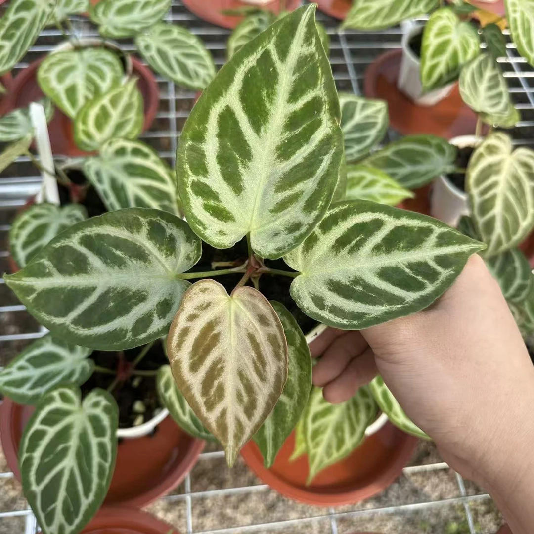 SOLOPLants【银色苍穹花烛】花烛天南星科热带植物