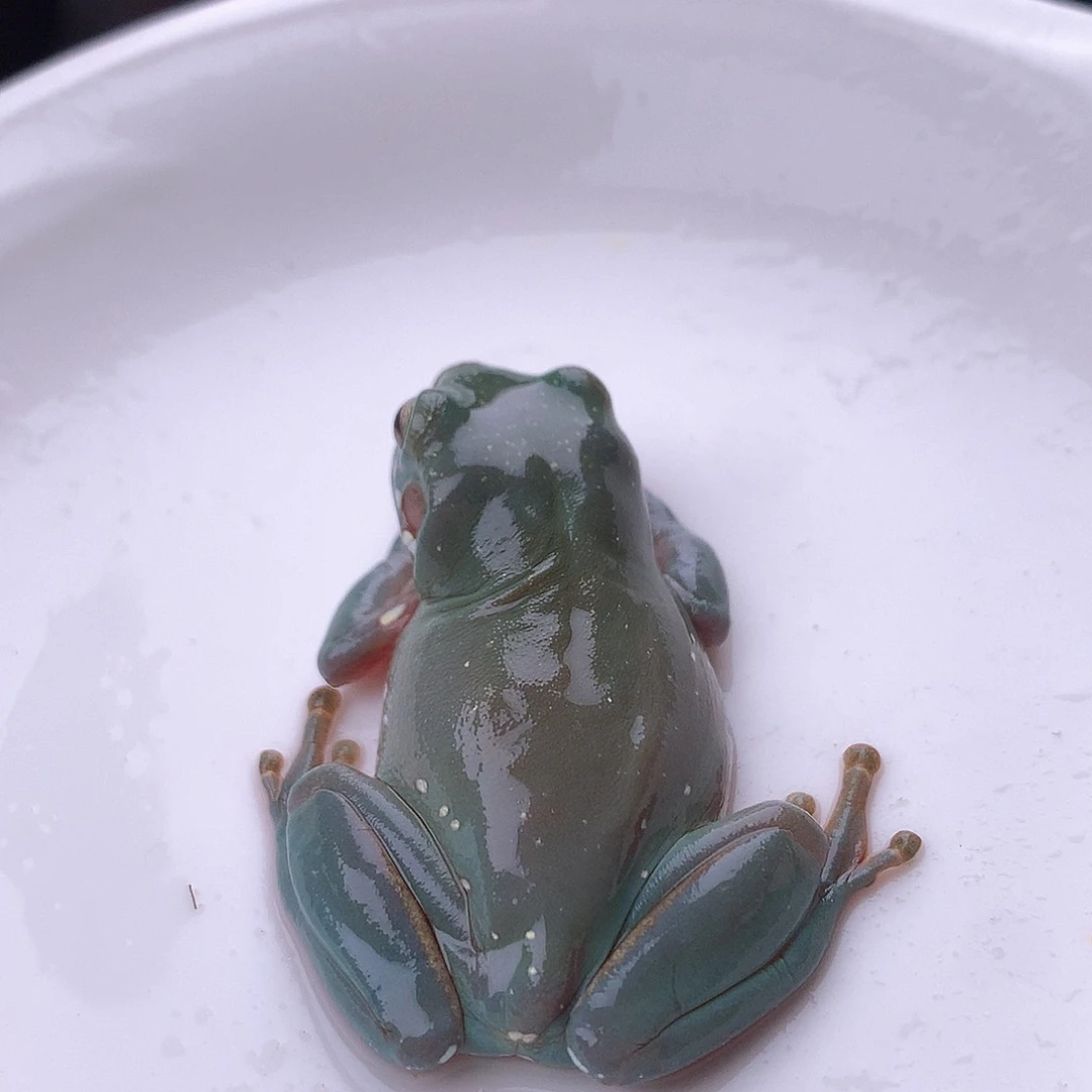 老爷树蛙6号精品超蓝素皮！