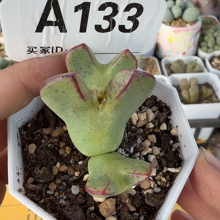 133。满38包邮肉锥