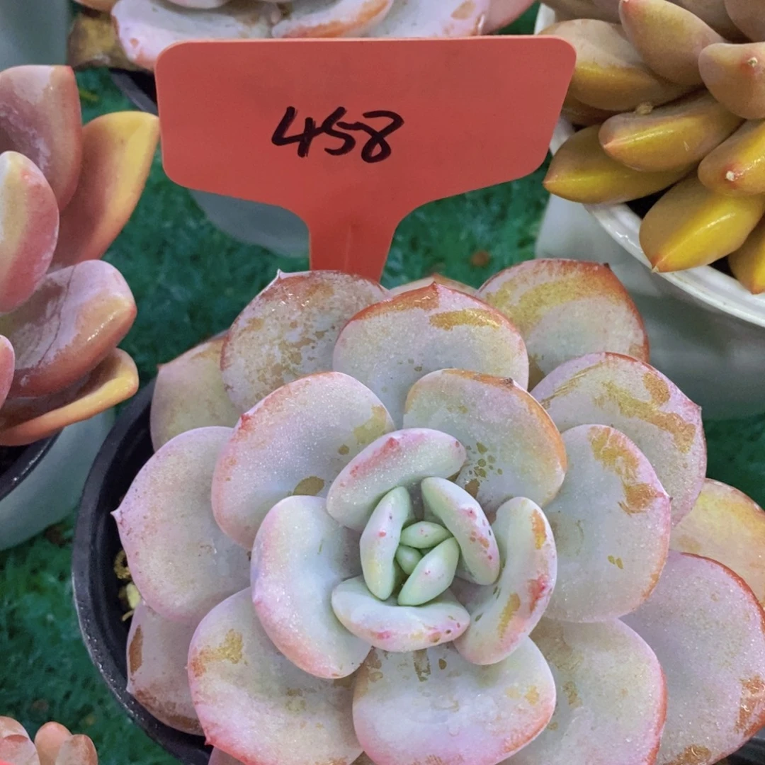 开心多肉，首播福利3