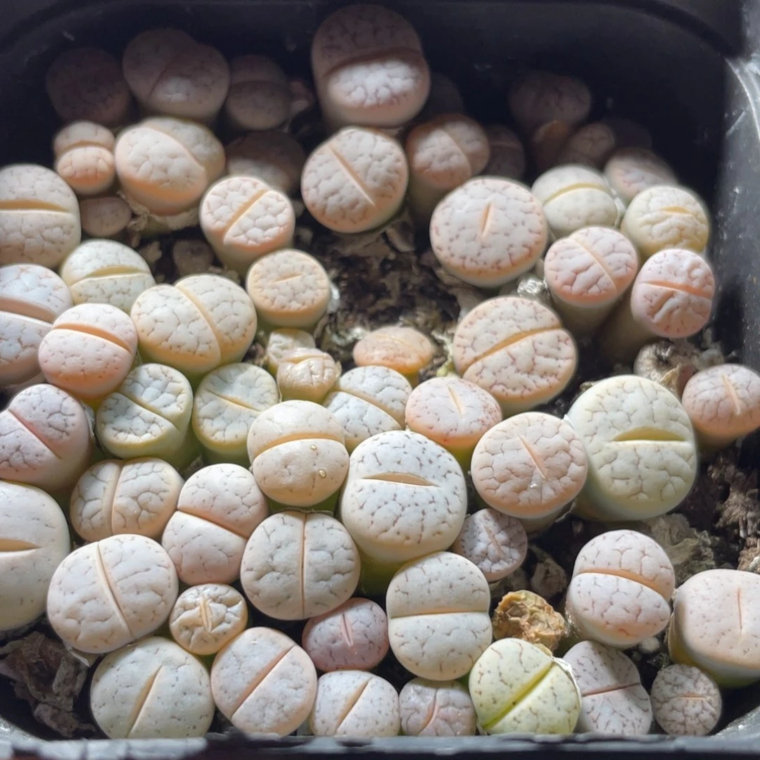 大盆特价一物一拍～12