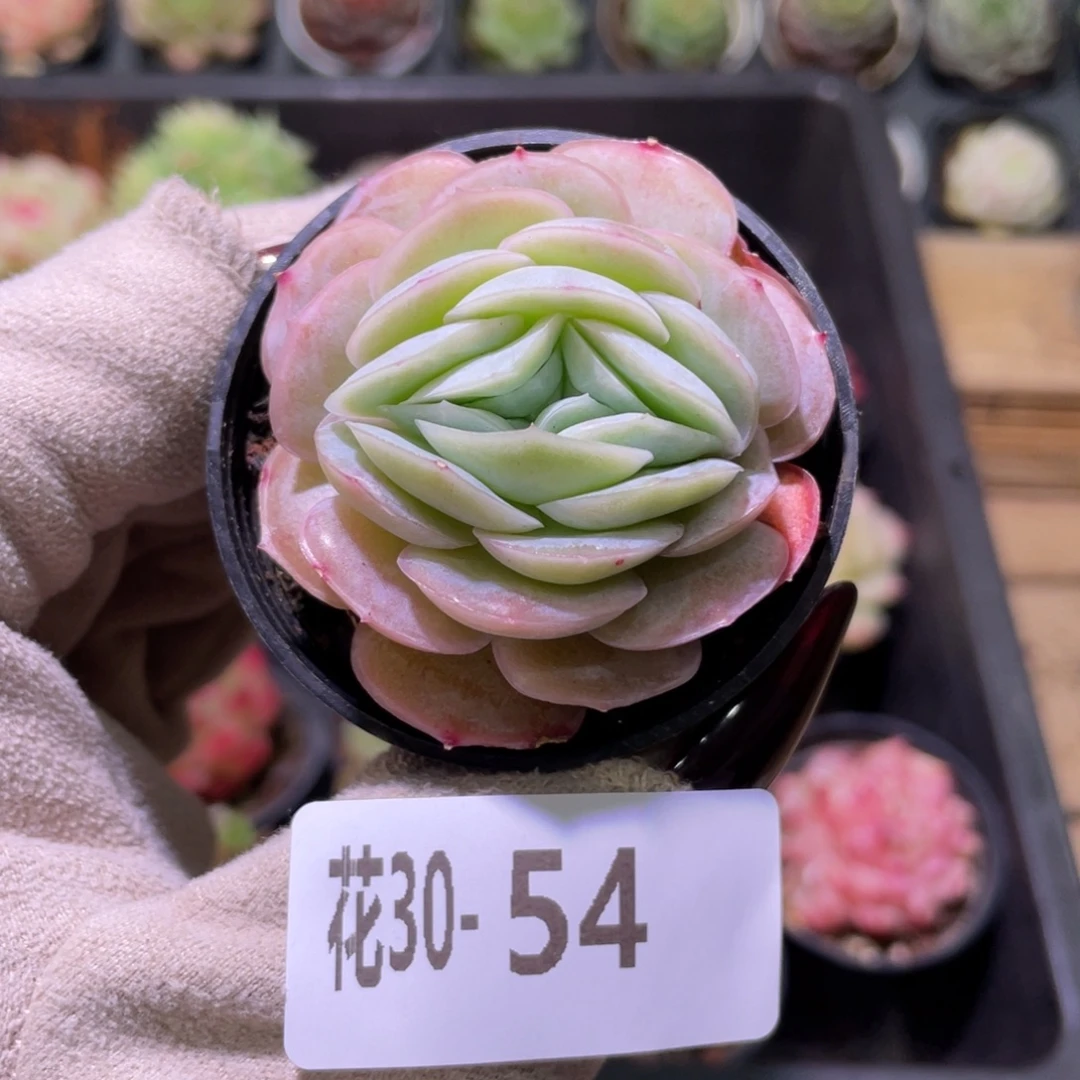 花利美30-54新品单头