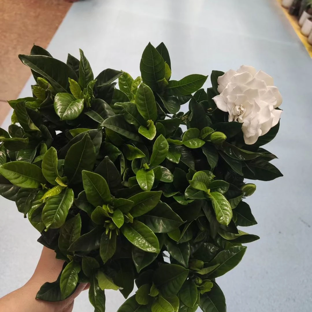 开花自带香味特大盆丛生香水重瓣栀子花盆栽花卉植物室内带花苞大苗四季开花浓香型好养