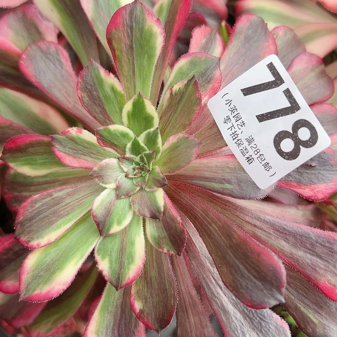 同花顺778多肉植物