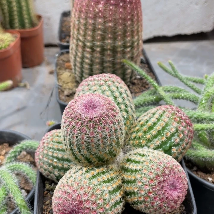 六头红太阳群生一杯