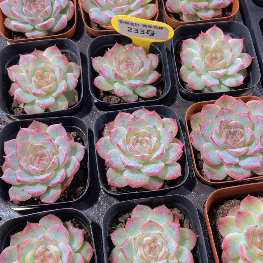 233号 钻石糖心玫瑰仙子单头一个