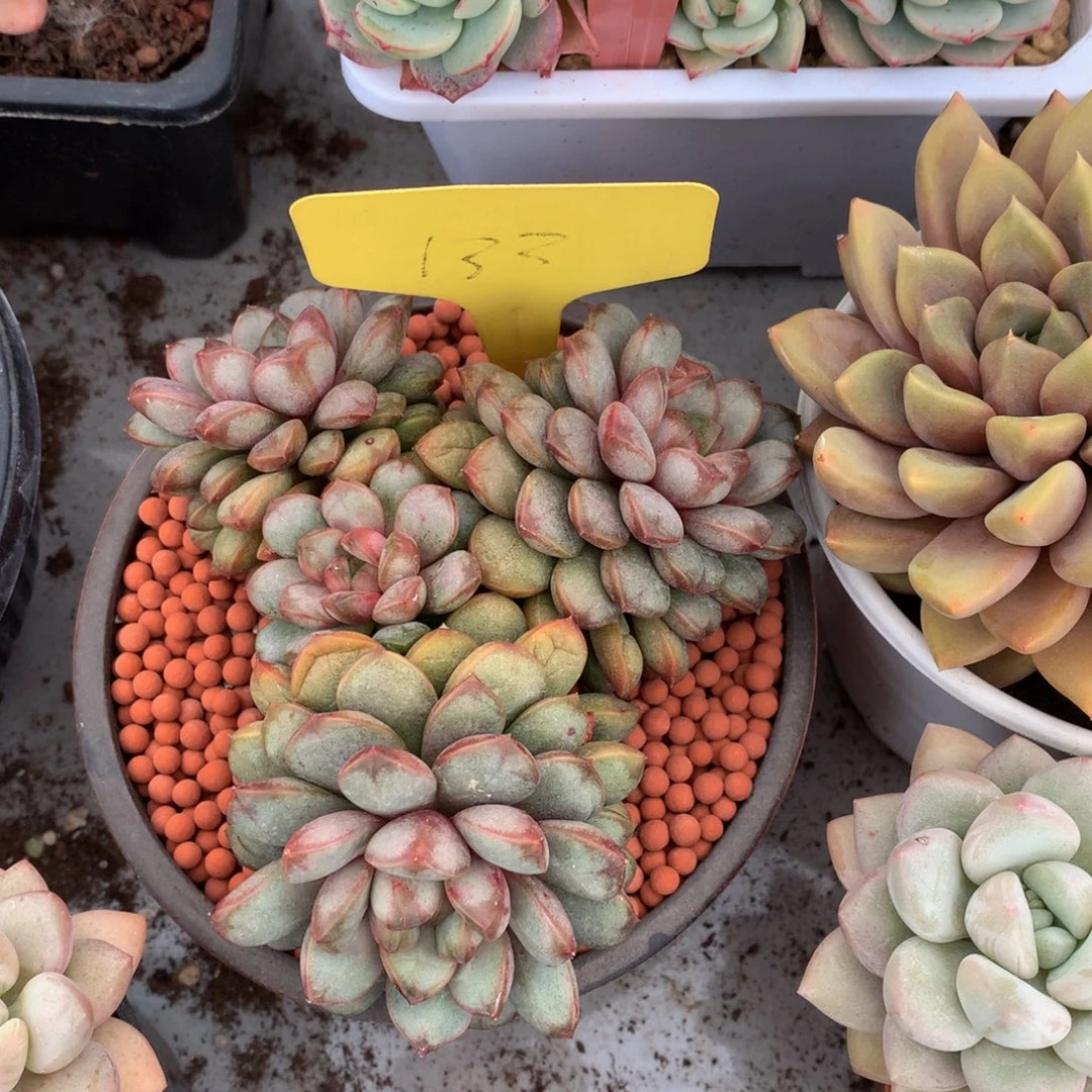 汤***猫葡萄7272772273772