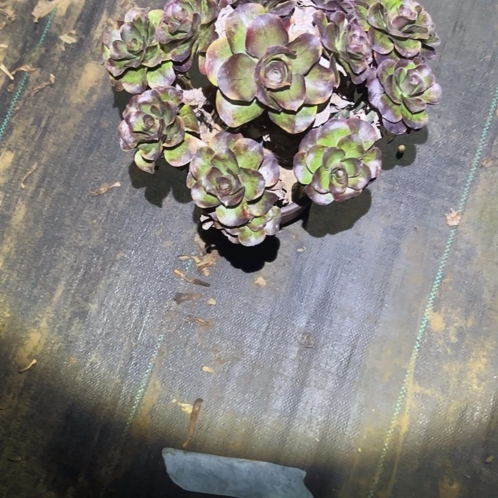 不包侧枝一物一拍53