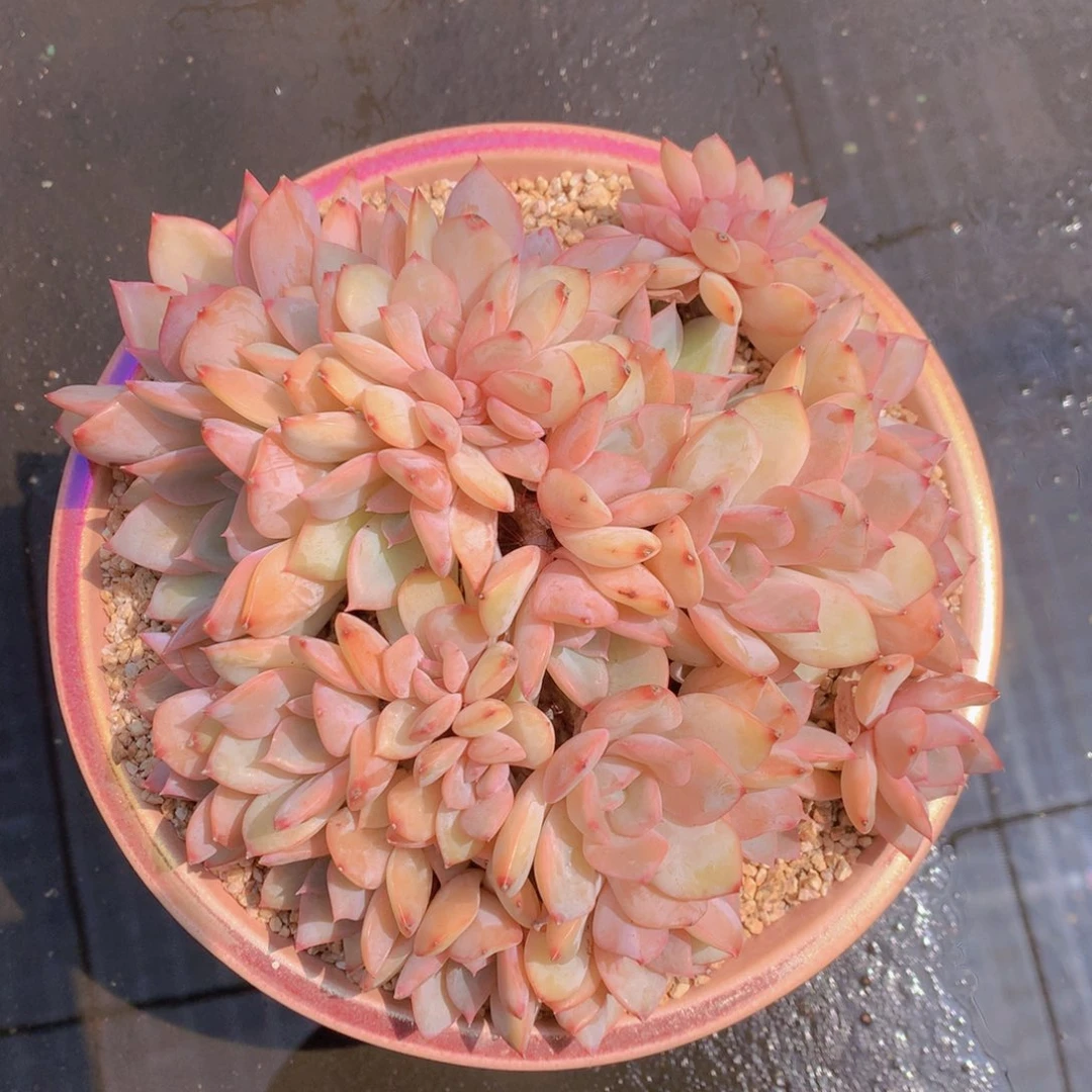 逸园精品多肉提拉米苏缀