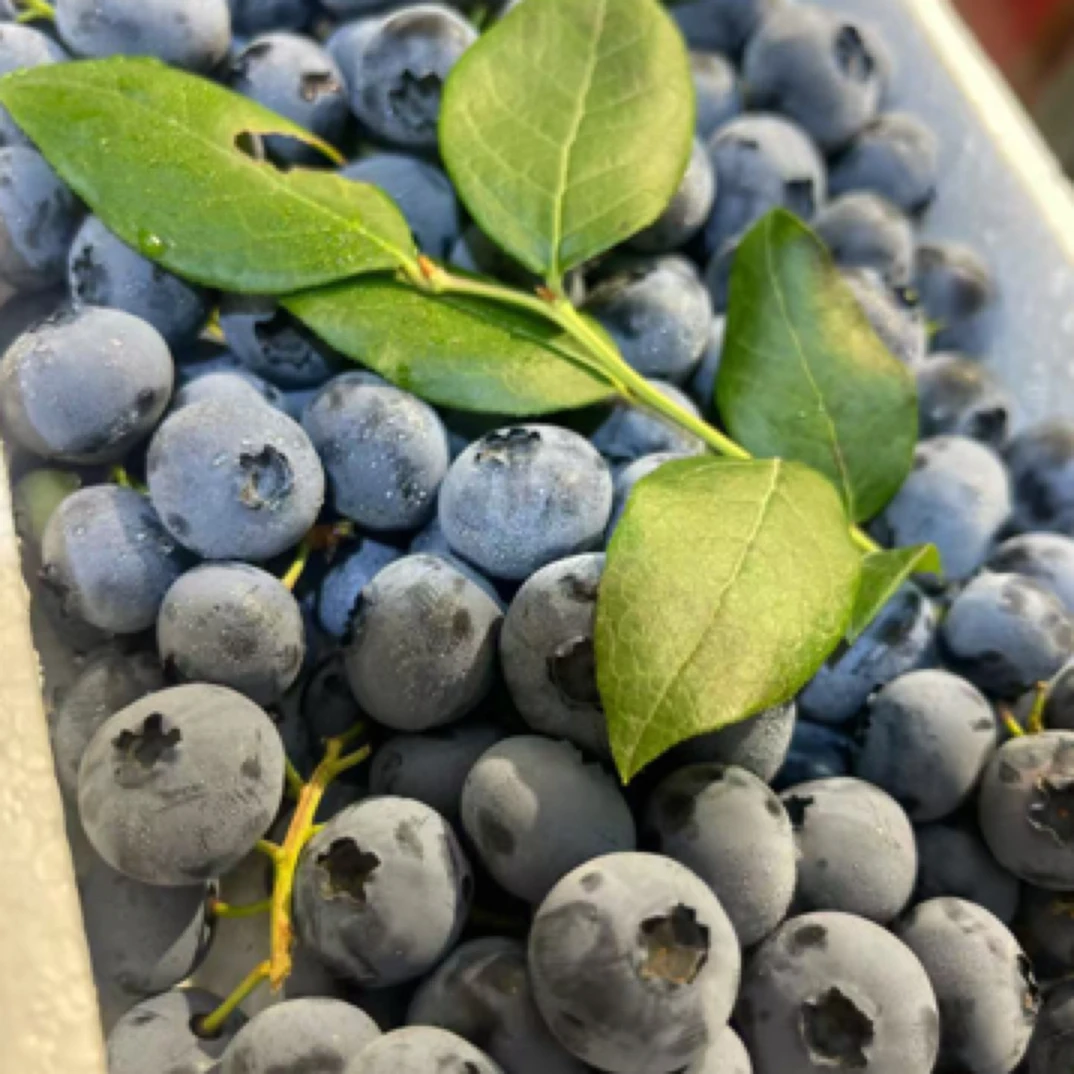 串串蓝莓一箱约500克山东省