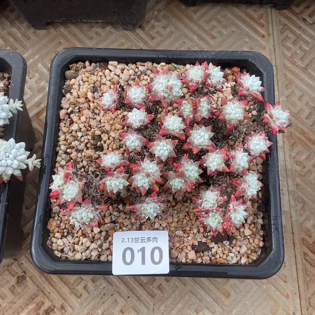 010白菊多肉植物