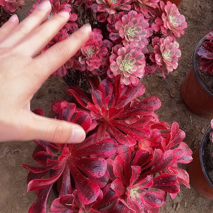 红铜白➕大美杜莎脱土裸根