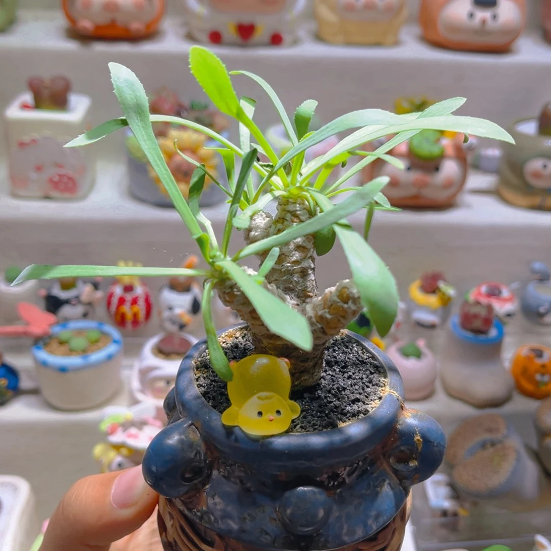 018刨花厚敦菊带盆土一套68