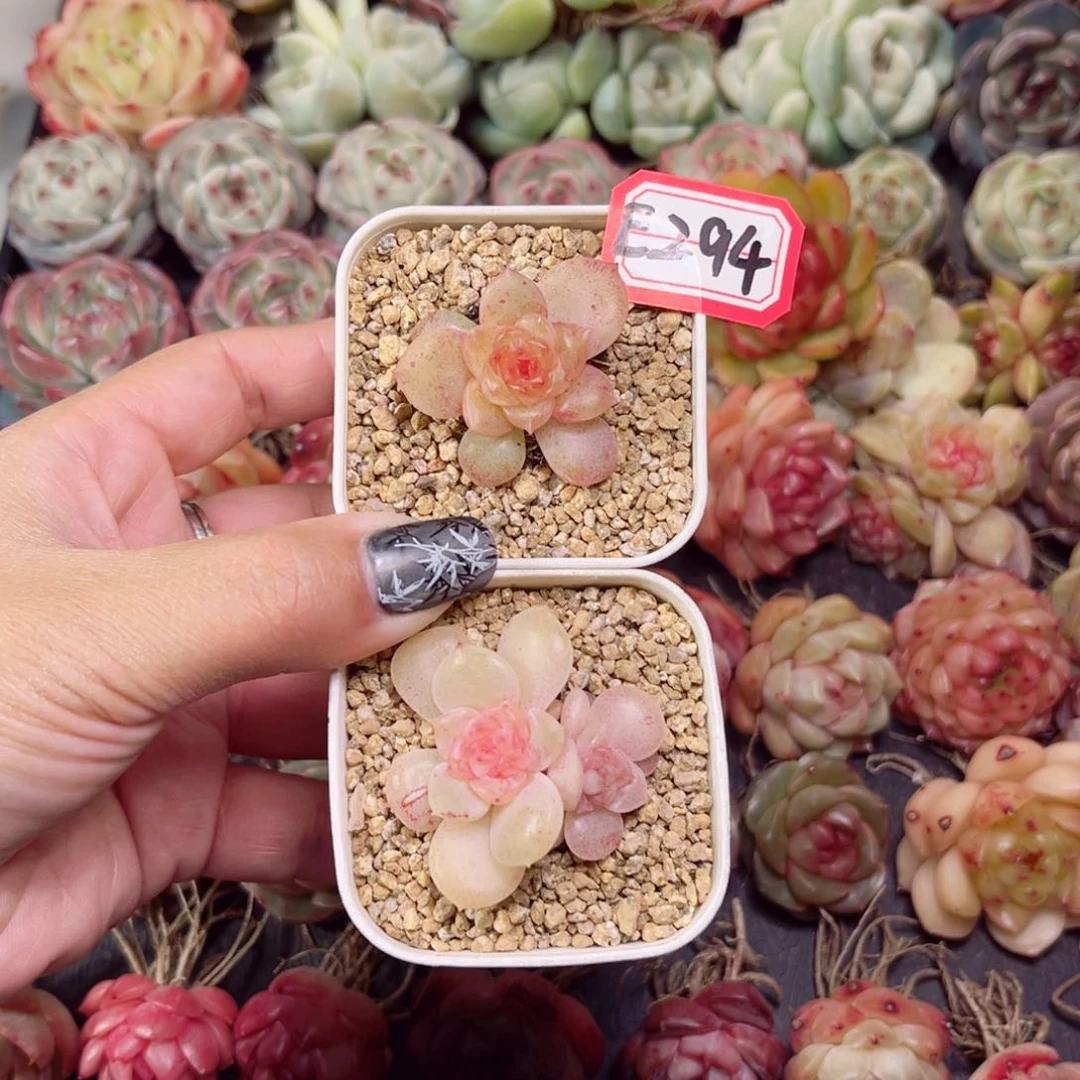 E294 一物一拍 甜心混