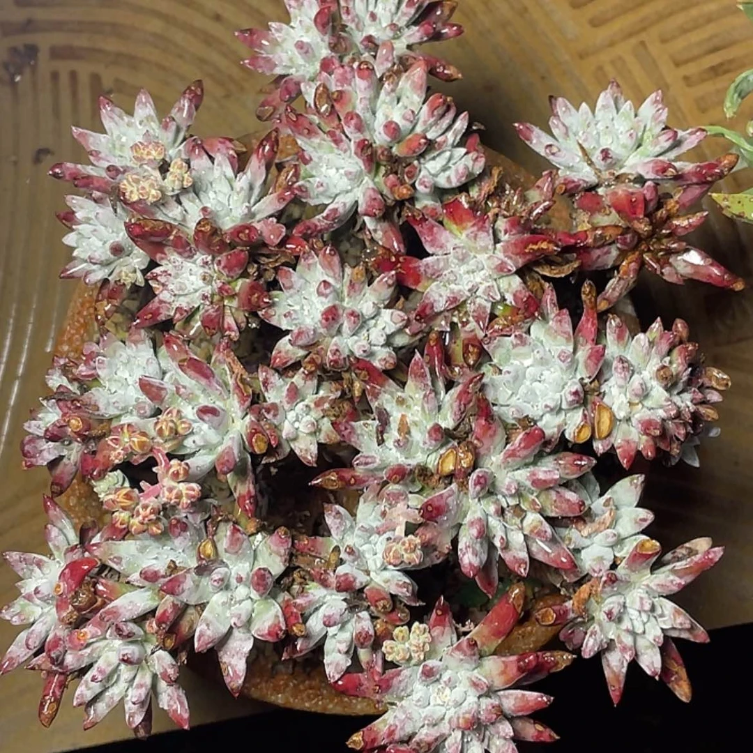 【闪购商品】大白姆老庄