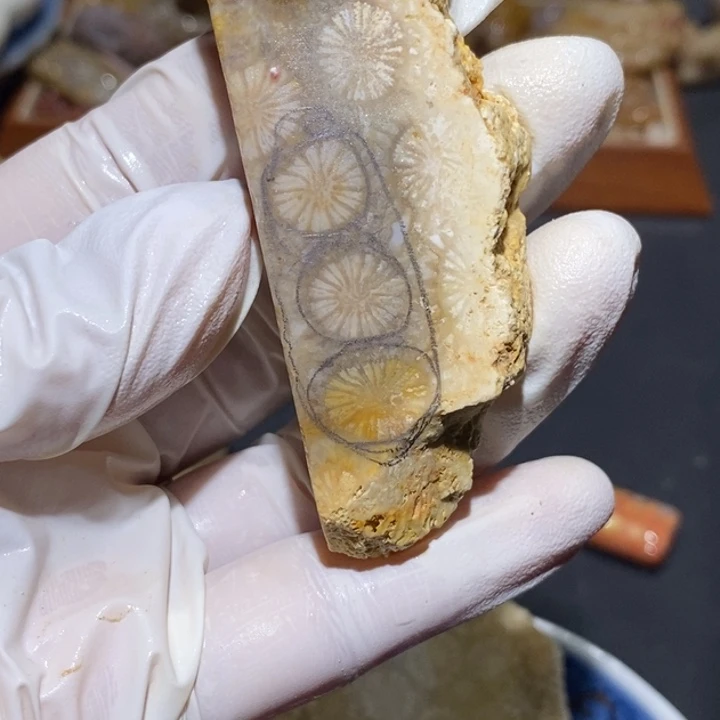 【闪购商品】未镶嵌珊瑚玉硅化玉