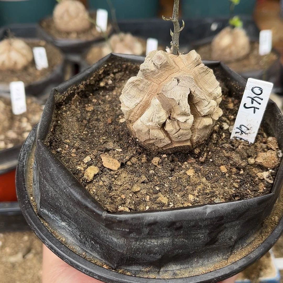 045南非块根龟甲龙