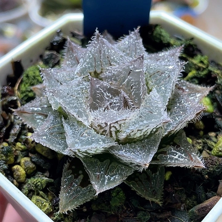 冷**士560赤冰一物一拍