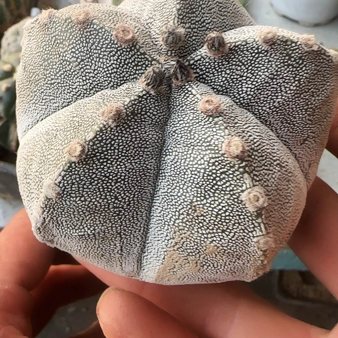 大恩冢032仙人球开花啦