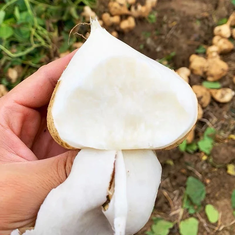 湖北天门现挖水果地瓜凉薯脆甜多汁低脂肪可生吃应季水果健康食品