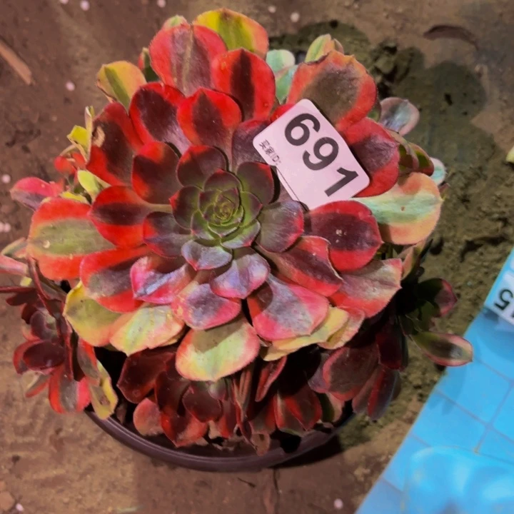 691雨荷多肉植物不售后