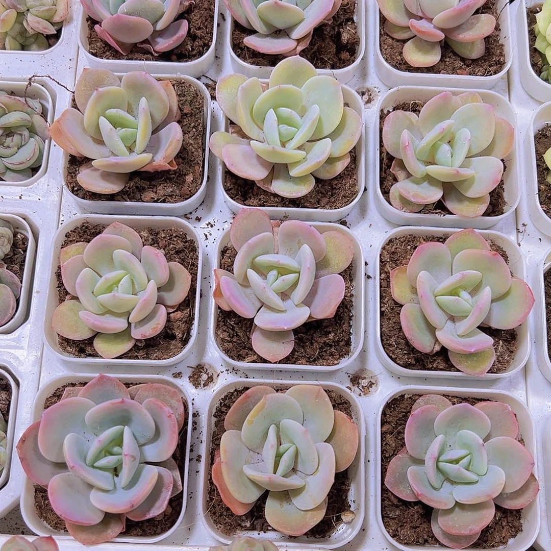 65盆奶茶多肉植物