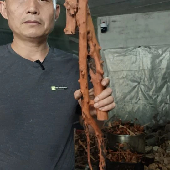 明***好木高山 檬子木文玩料