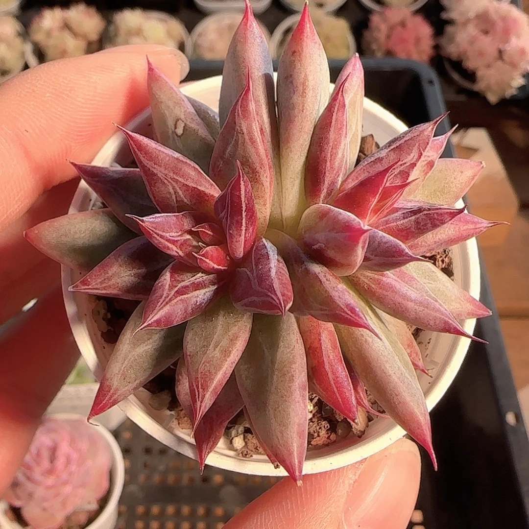 多肉1127-82红灵魂