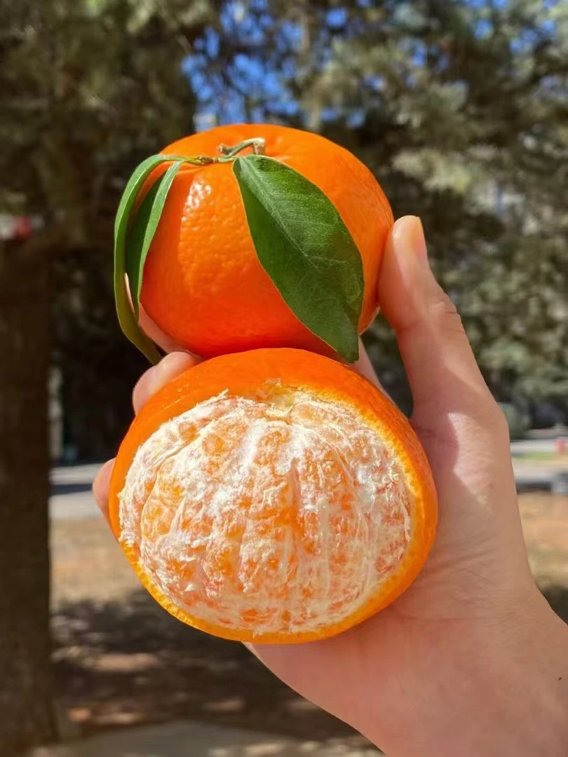 【顺丰包邮】无籽广西武鸣沃柑纯甜