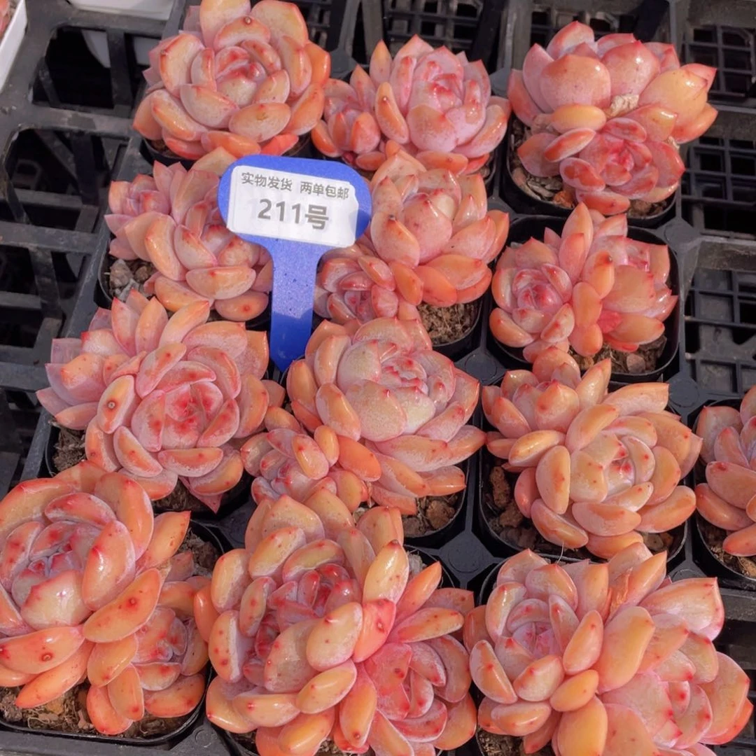 211号果冻宽叶包包韩橙双头一个