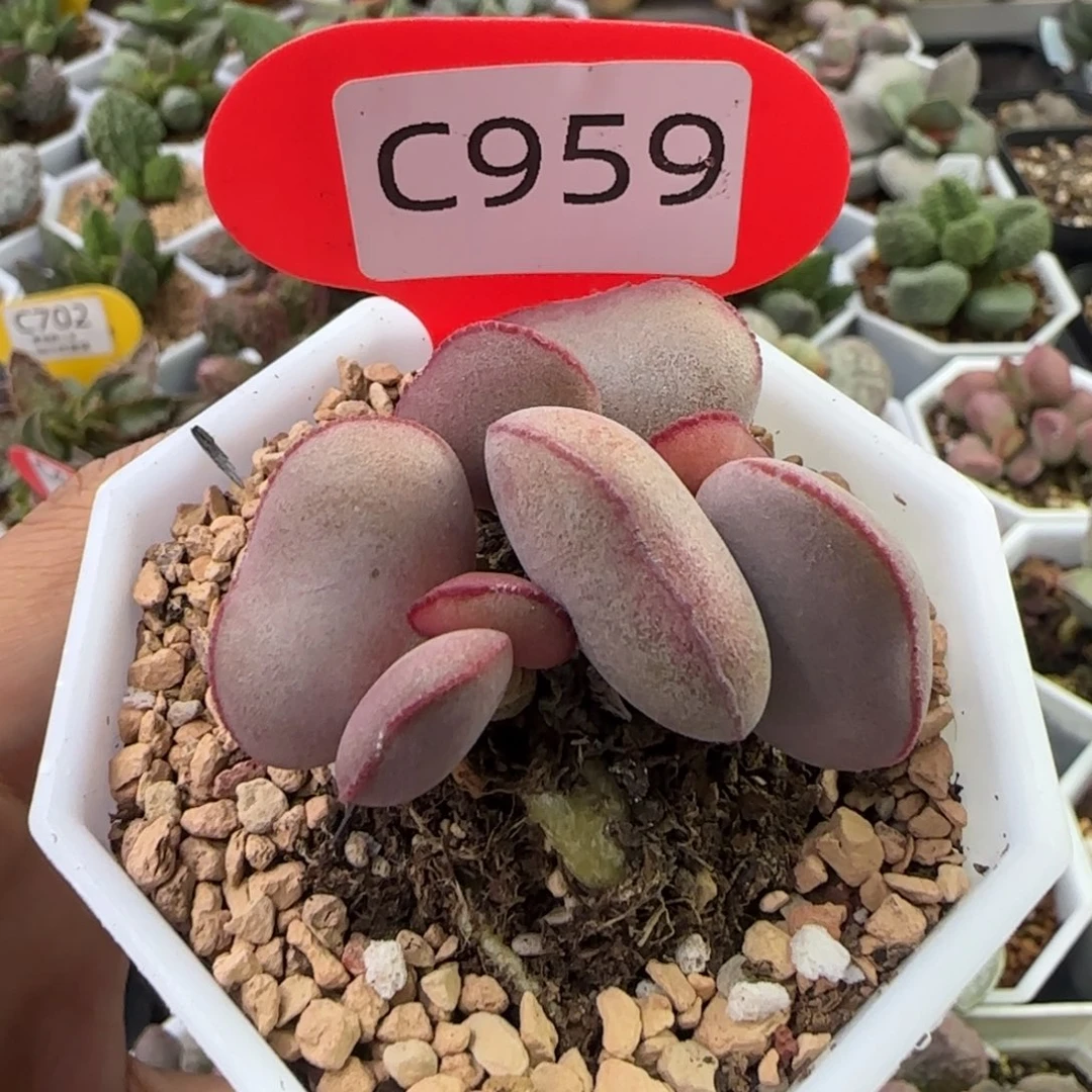 红蛋水泡多肉。    959。